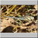 Aeshna mixta - Herbst-Mosaikjungfer m10.jpg